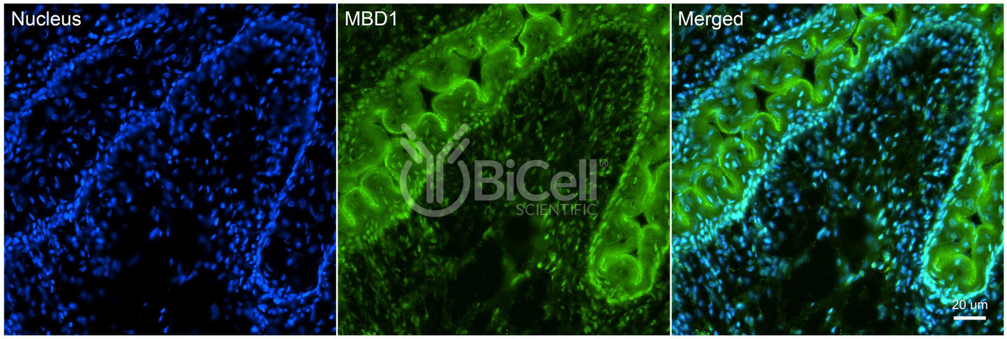 MBD1 Antibody - Western Blot Validated