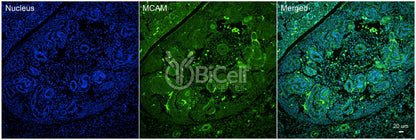 MCAM (CD146 or MUC18) Antibody