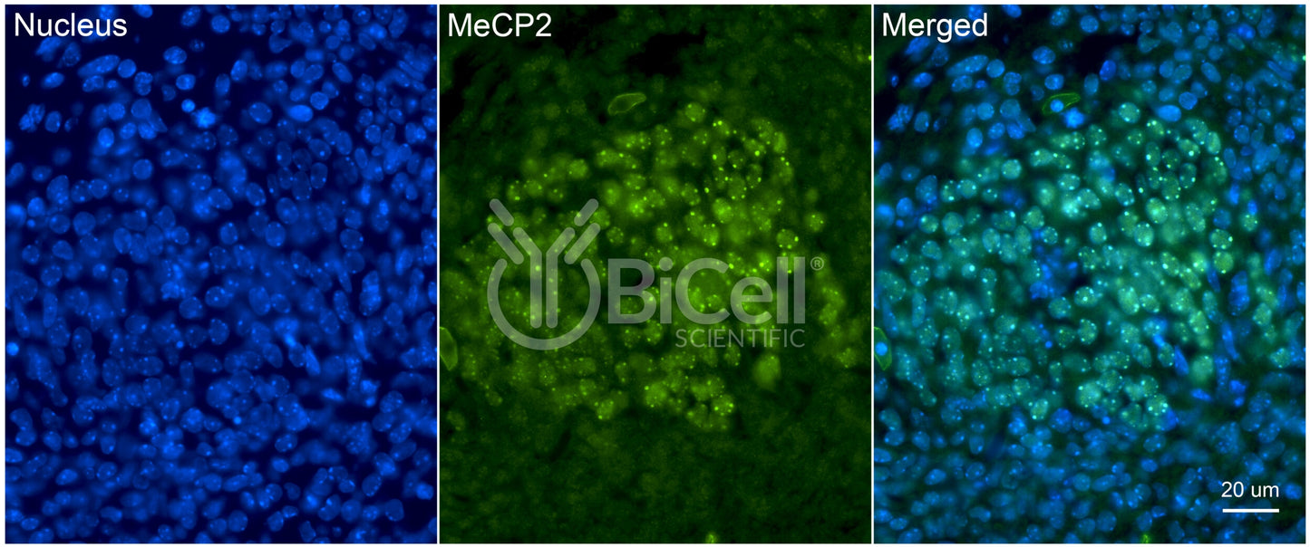 MeCP2 Antibody