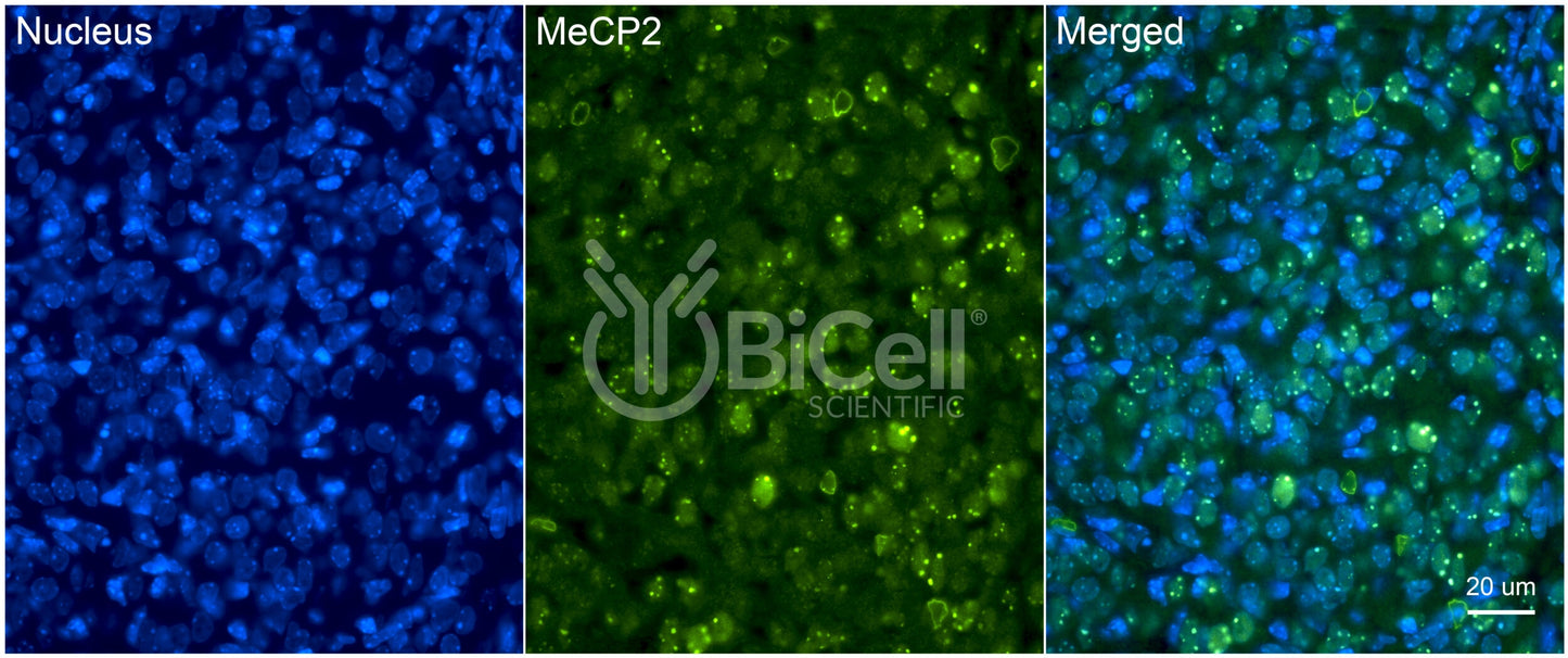 MeCP2 Antibody