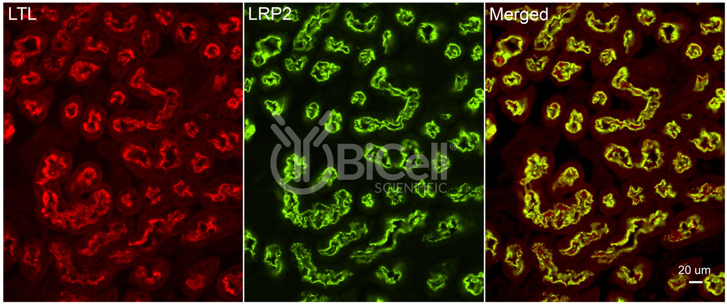 LRP2 (megalin) Antibody