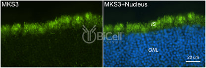 MKS3 (NPHP11 or Meckelin or TMEM67) Antibody - Western Blot Validated