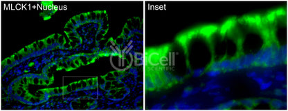 MYLK (MLCK or MLCK1) Antibody - Western Blot Validated