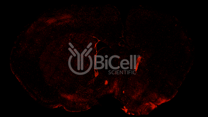 CHRNA2 Antibody - Western Blot Validated