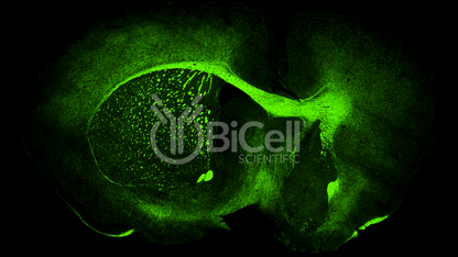 MAG (SIGLEC4A) Antibody - FFPE Validated