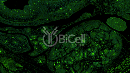 CRB3 (crumbs-3) Antibody - Western Blot Validated