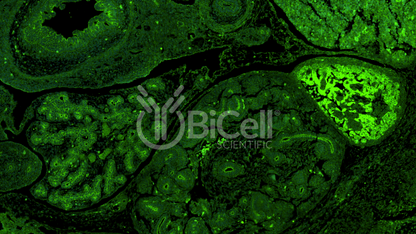 FAT1 Antibody