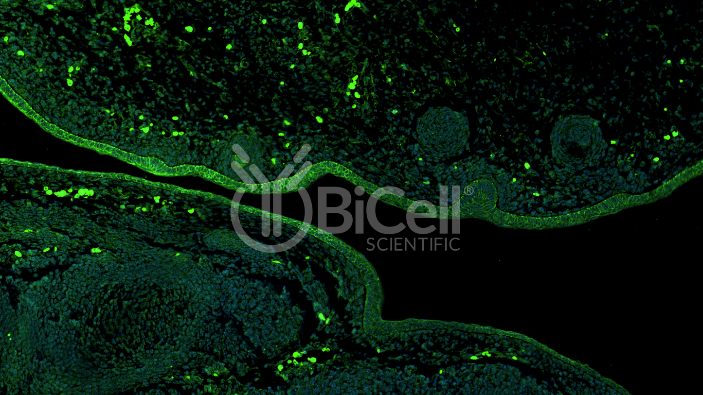 SPRY1 Antibody