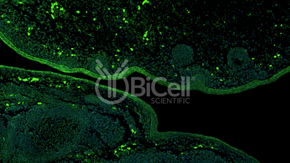 SPRY1 Antibody