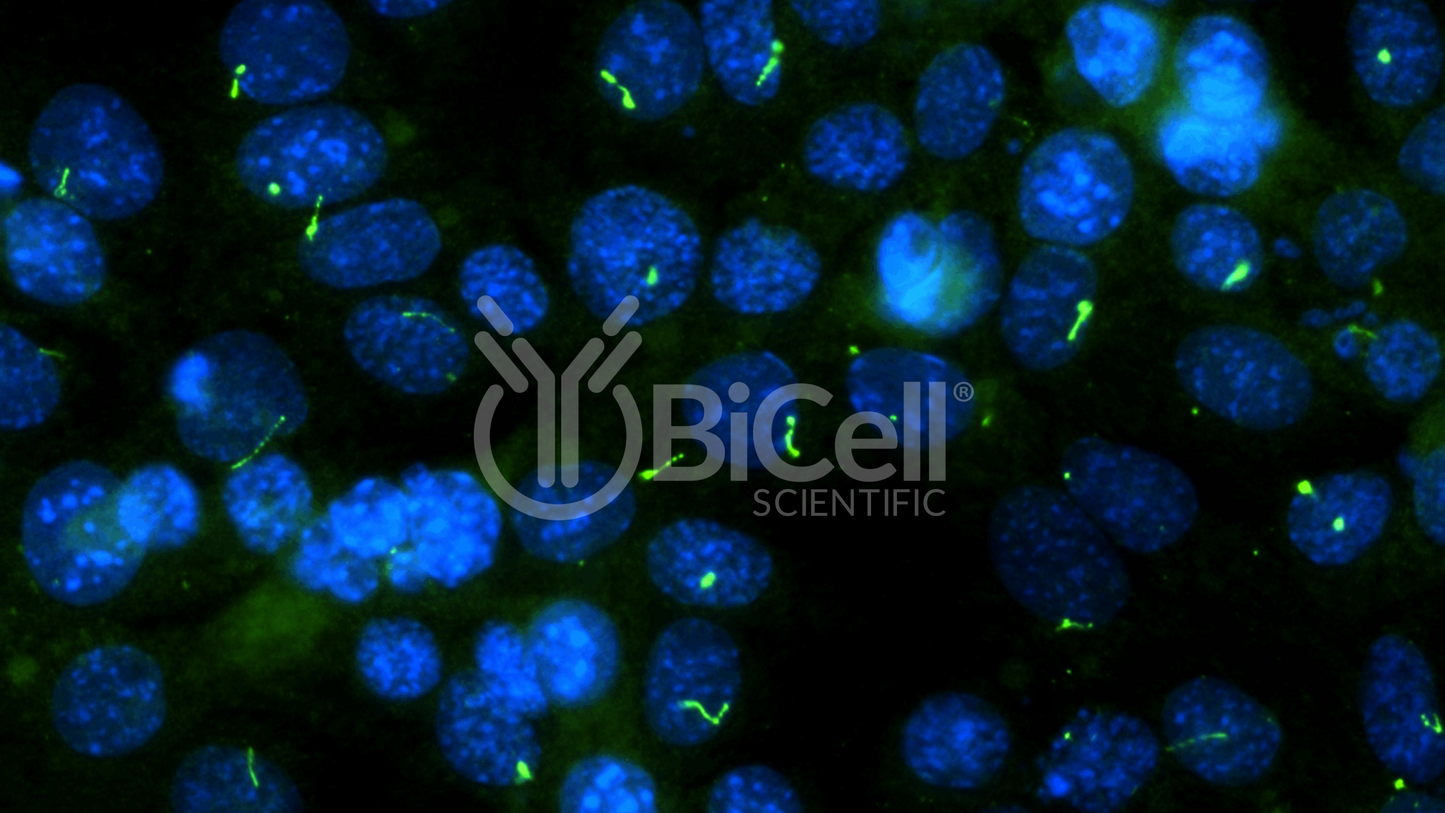 ARL13B (ARL2L1) HiRe Antibody