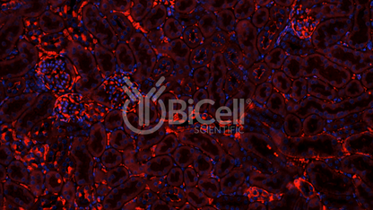 Claudin-1 (CLDN1) Antibody - Western Blot Validated
