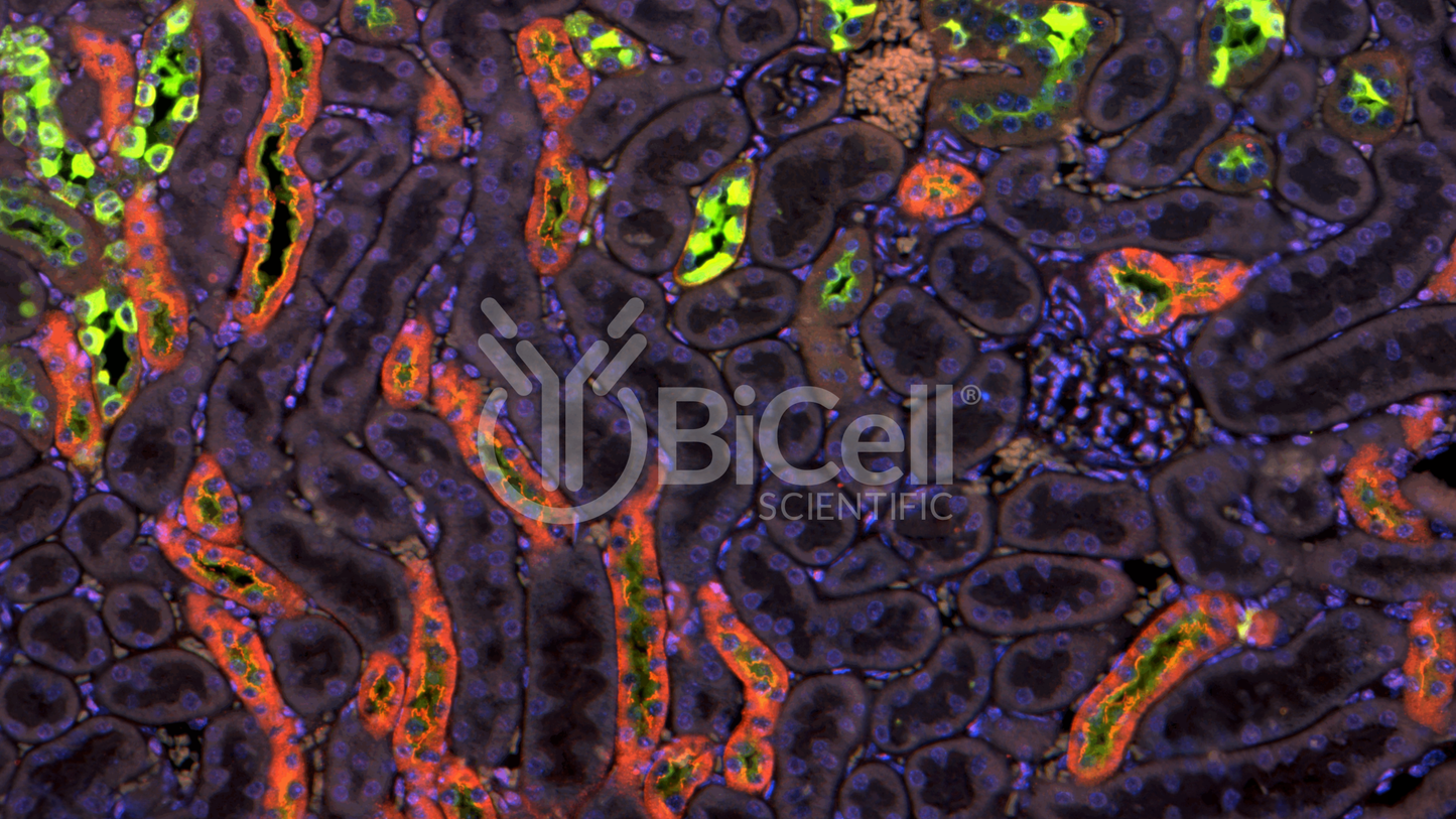 Claudin-19 (CLDN19) HiRe Antibody - FFPE Validated