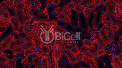 Claudin-2 (CLDN2) Antibody - Western Blot Validated