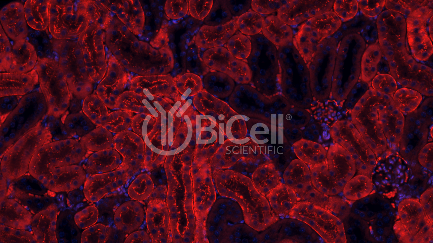 Claudin-2 (CLDN2) Antibody