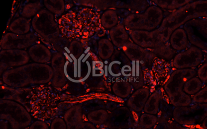 Integrin alpha-1 (ITGA1 or CD49a) Antibody - FFPE Validated