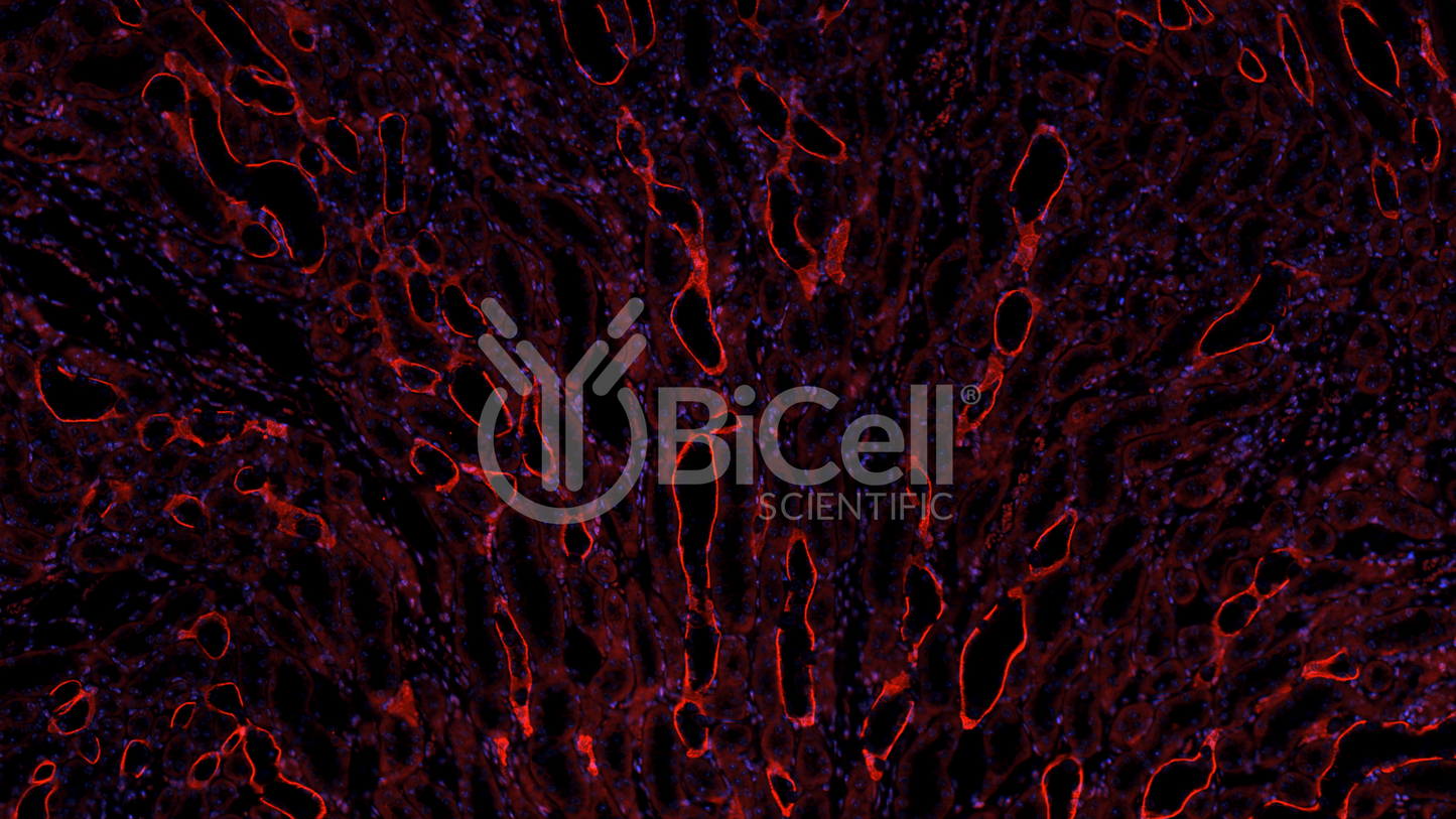 Integrin beta-1 (ITGB1 or CD29) Antibody - Western Blot Validated