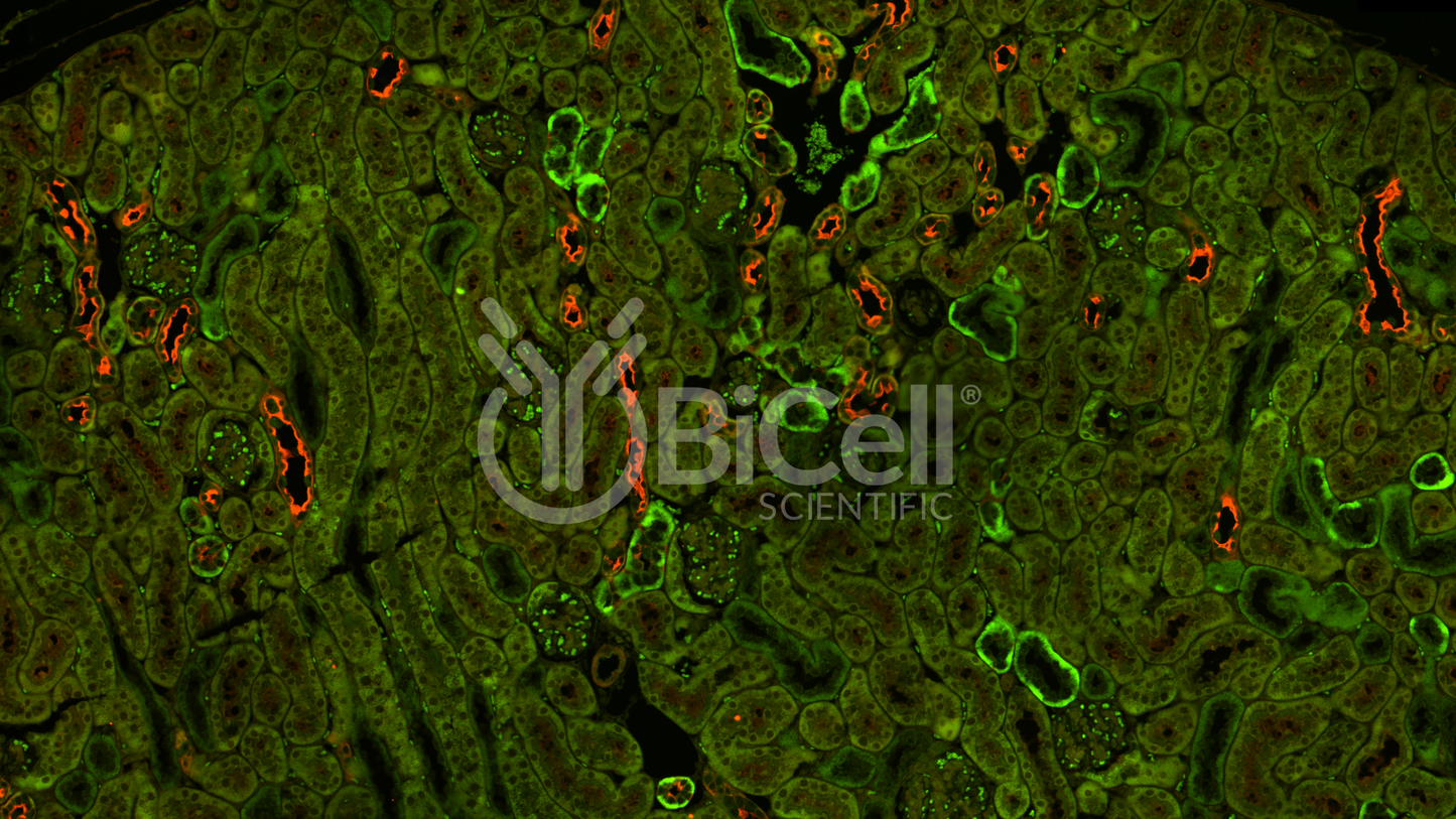 NCX1 (Slc8a1) Antibody