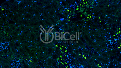Pendrin (Slc26a4) Antibody