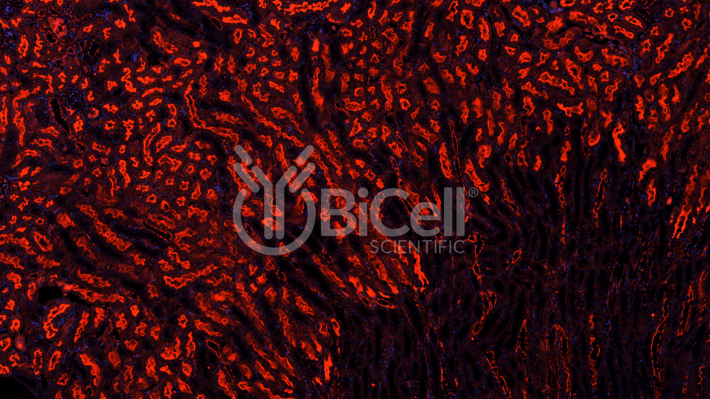 PTEN Antibody