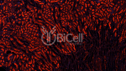 PTEN Antibody