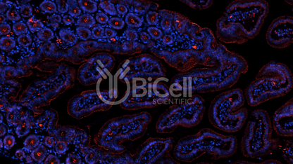 Occludin (Ocln) (C-Terminus) Antibody