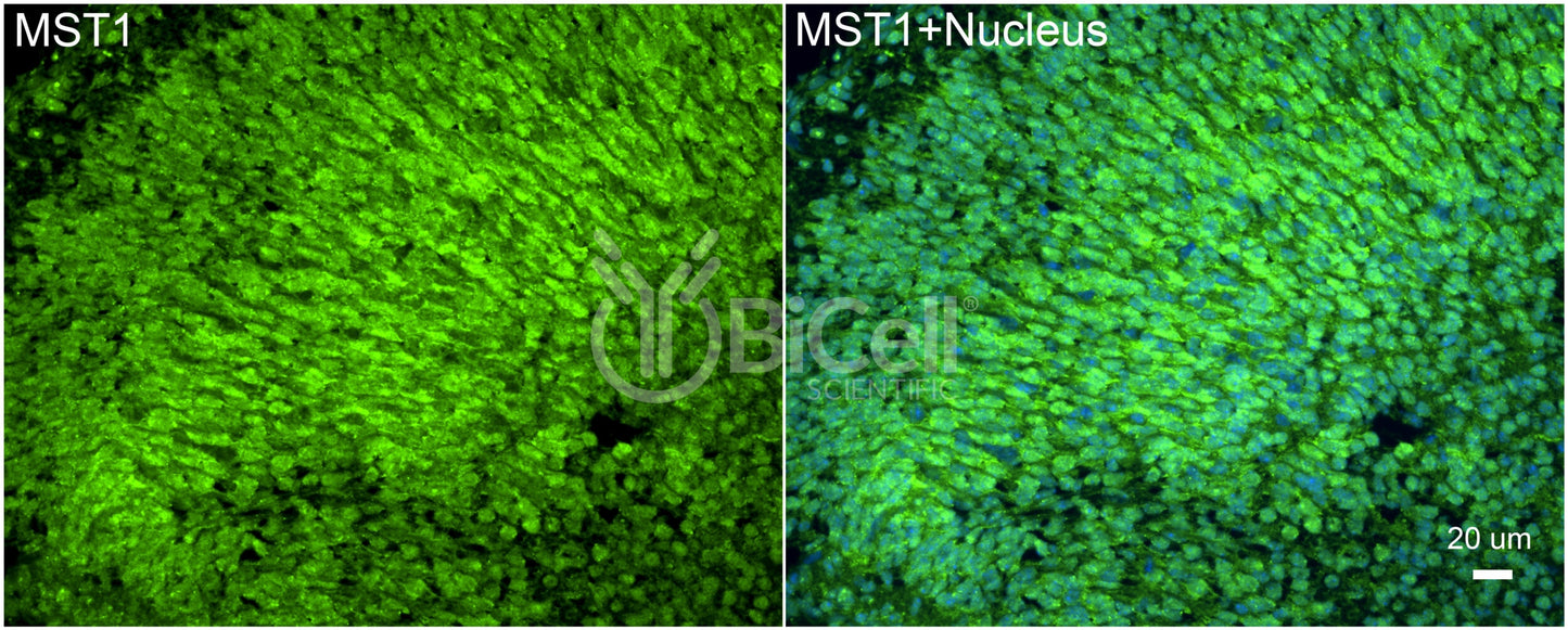 STK4 (MST1) Antibody - Western Blot Validated