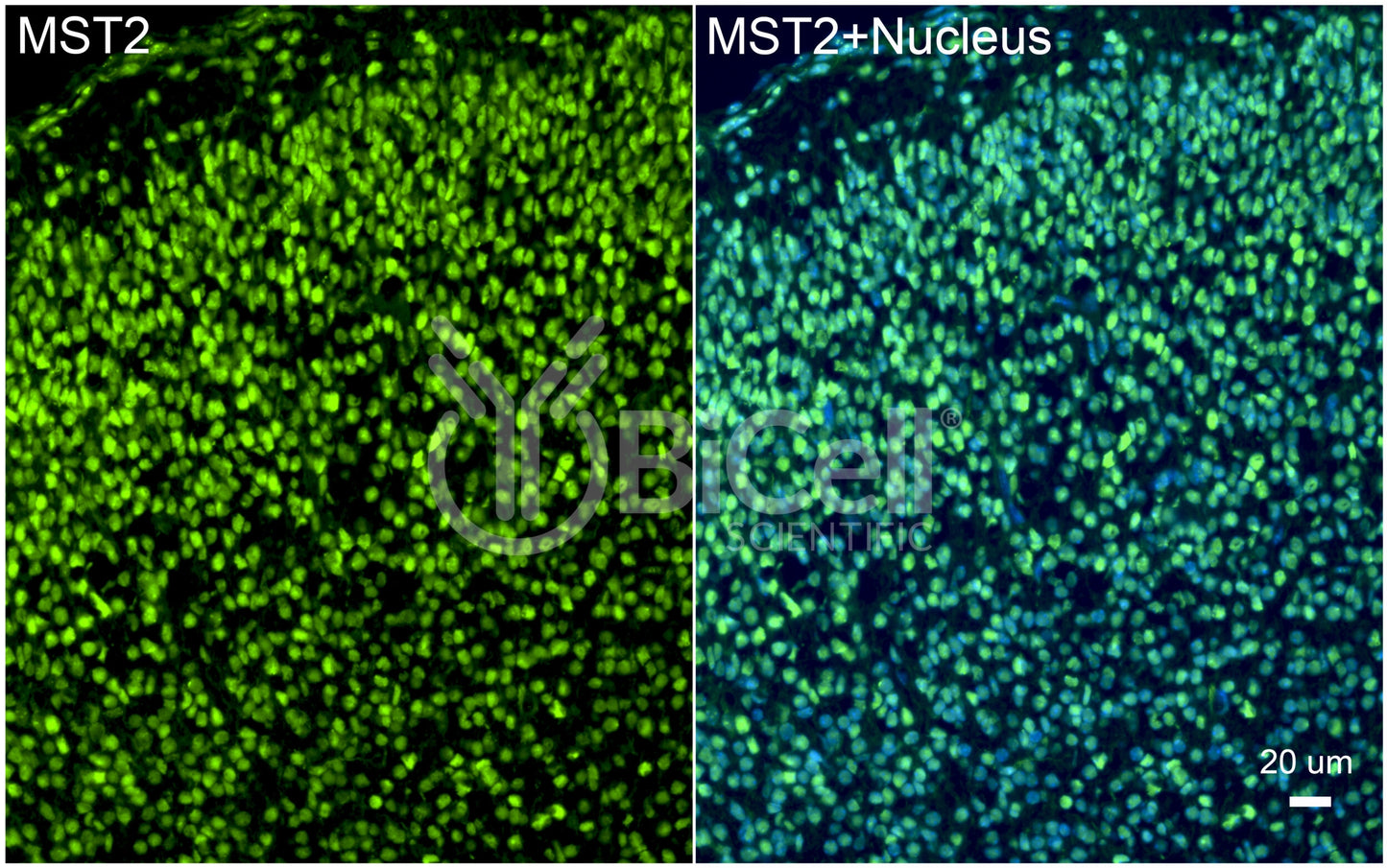 STK3 (MST2) Antibody - Western Blot Validated