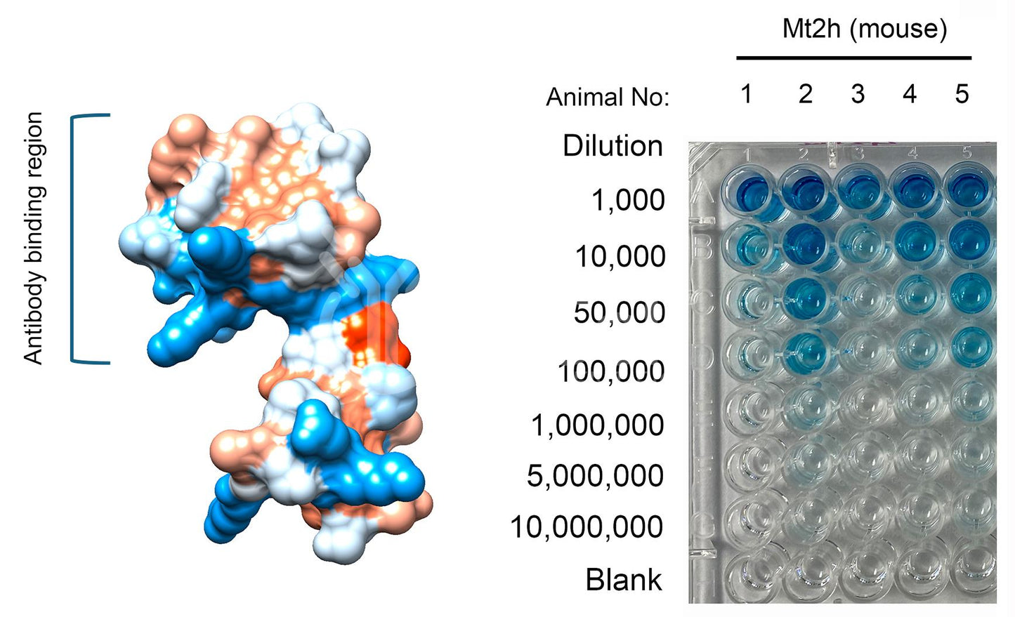 Metallothionein-2 (MT2 or MT2A) (Human) Antibody