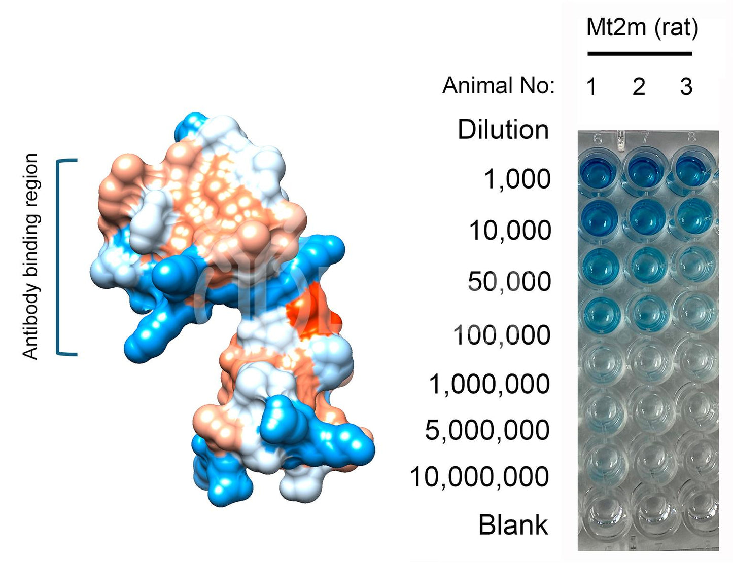 Metallothionein-2 (MT2) (mouse) Antibody