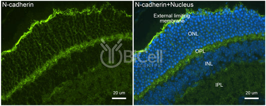 N-cadherin (Cdh2 or CD325) Antibody