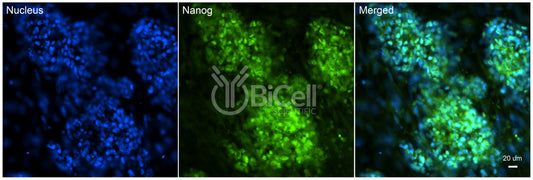 NANOG Antibody - Western Blot Validated