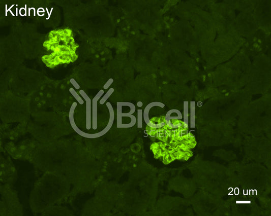 NEPH2 (KIRREL3) Antibody