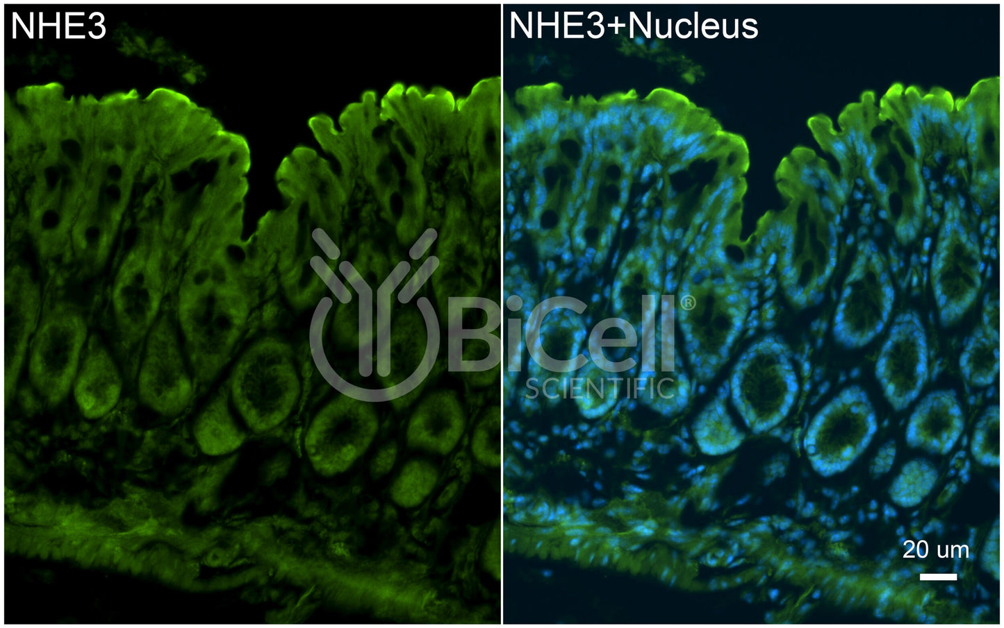 NHE3 (Slc9a3) Antibody