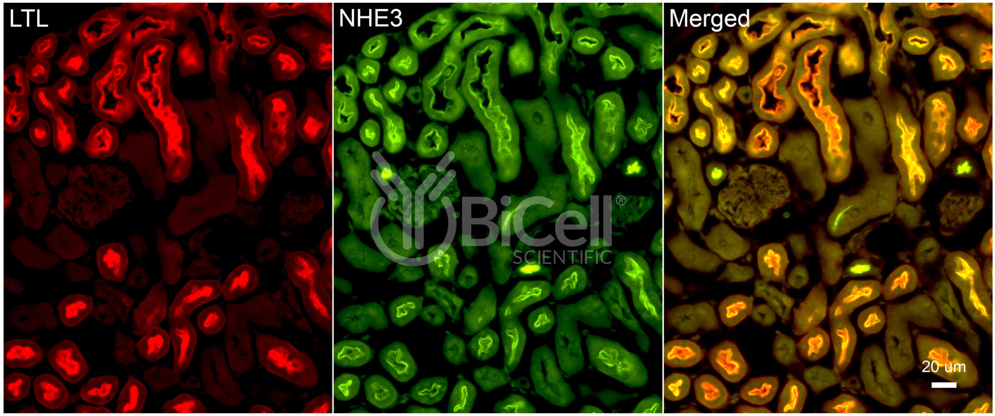 NHE3 (Slc9a3) Antibody