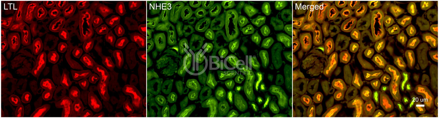 NHE3 (Slc9a3) (rat) Antibody