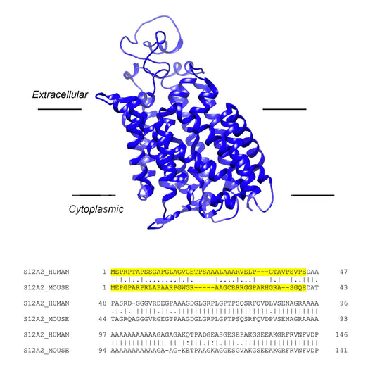 NKCC1 (Slc12a2) (Human) Antibody
