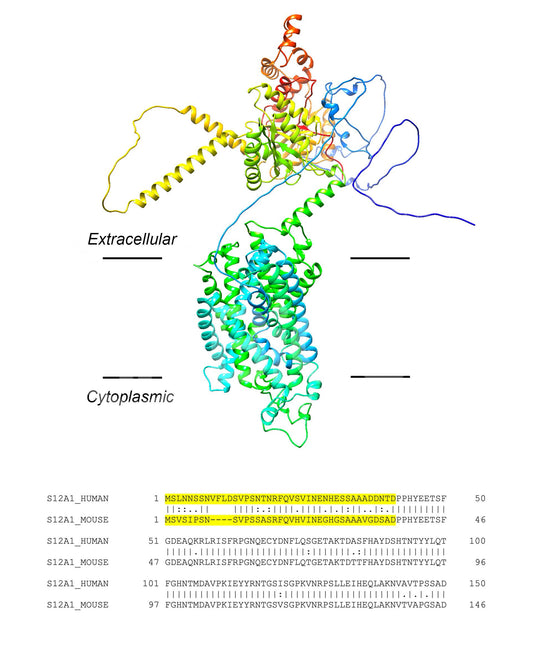 NKCC2 (Slc12a1) (Human) Antibody