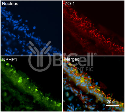 Nephrocystin-1 (NPHP1) Antibody - FFPE Validated