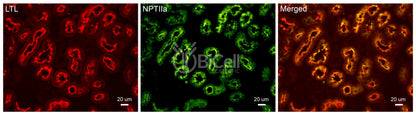 NPT2a (SLC34a1) Antibody