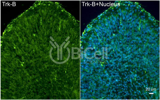 Trk-B (NTRK2) (C-Terminus) (Cytoplasmic) Antibody