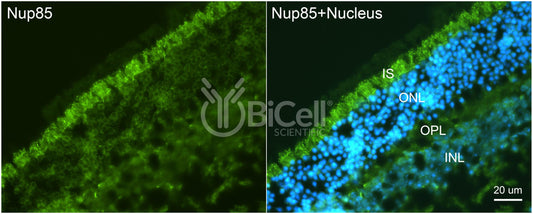 Nucleoporin-85 (Nup85 or PCNT1) Antibody