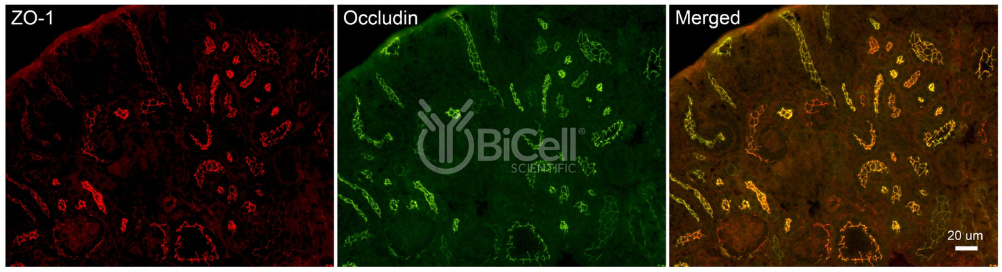 Occludin (Ocln) (C-Terminus) Antibody - Western Blot Validated