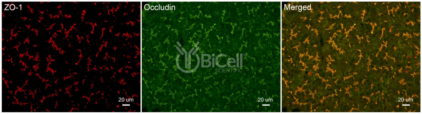 Occludin (Ocln) (C-Terminus) Antibody - FFPE Validated