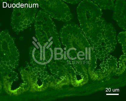 Occludin (Ocln) (C-Terminus) Antibody - Western Blot Validated