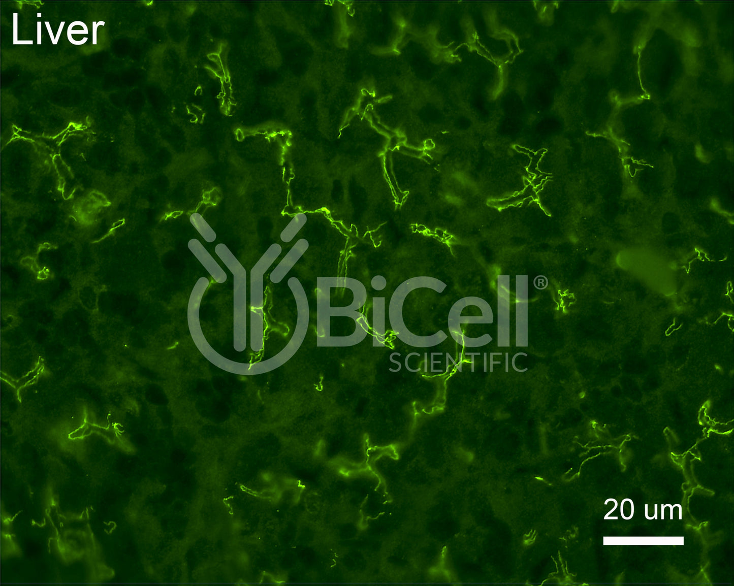 Occludin (Ocln) (N-Terminus) Antibody - Western Blot Validated