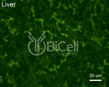 Occludin (Ocln) (N-Terminus) Antibody - Western Blot Validated