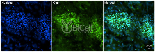 OCT4 (OCT3 or POU5F1) Antibody