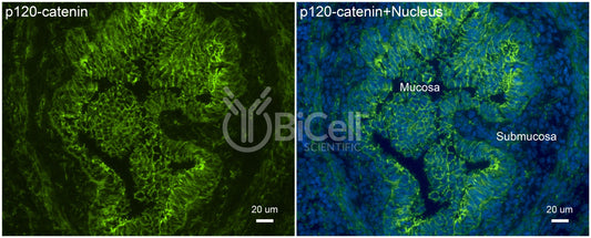 p120-catenin (Ctnnd1) Antibody