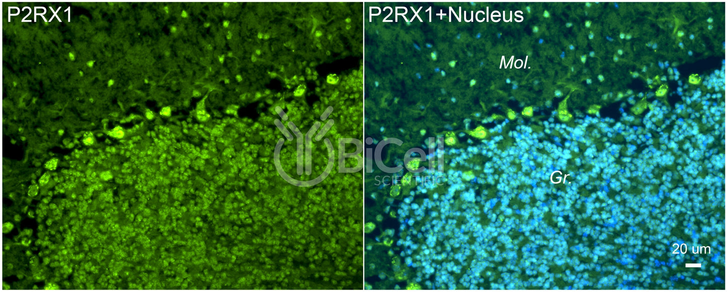 P2RX1 (P2X1) Antibody - Western Blot Validated