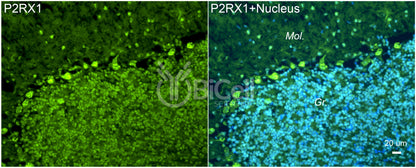 P2RX1 (P2X1) Antibody - Western Blot Validated